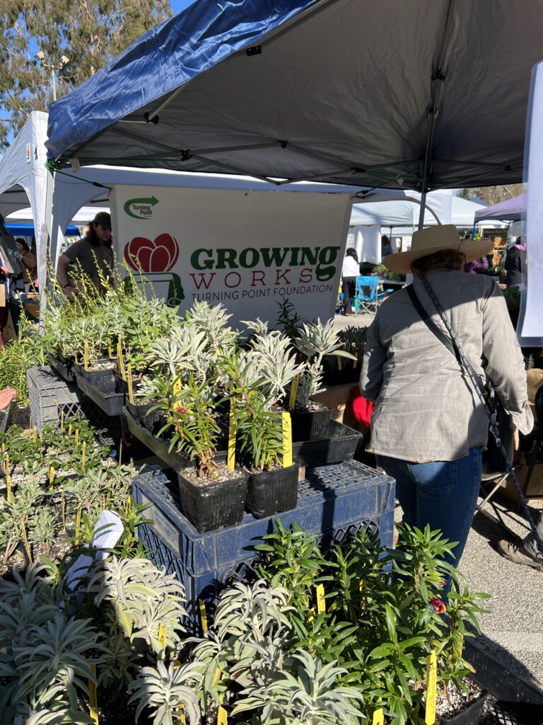 CURes Participates in Oxnard Native Plant Festival with Taft Gardens