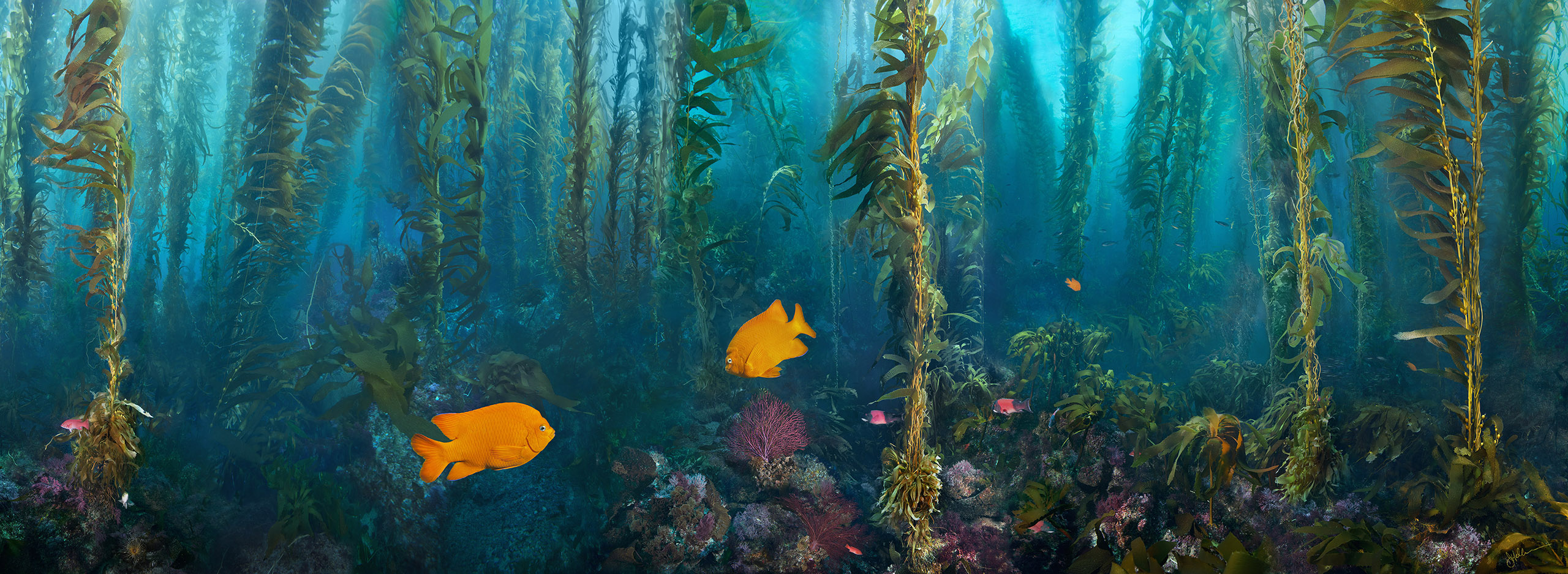 California Kelp Forest – CURes Blog